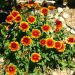 Gaillarde Royal