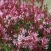Gaura Rosy Jane
