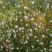 Gaura Snowstorm