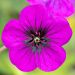 Geranium vivace Ann Folkard