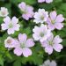 Geranium vivace Dreamland