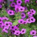 Geranium vivace Patricia