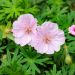 Geranium vivace sanguin strié