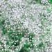 Gypsophile Bristol Fairy