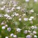 Gypsophila paniculata Flamingo ou gypsophile double rose