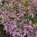 Gypsophila repens 'Rosea' ou gypsophile tapissante rose