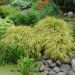 Herbe du Japon Aureola