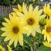 Helianthus hybride Lemon Queen
