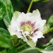 Hellebore orientale Double Blanc guttatus