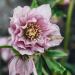 Hellebore orientale Double Picotee