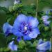 Hibiscus, Althéa BEAUTIFULL® Cobalt