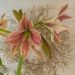 Amaryllis ou Hippeastrum Exotic Star