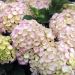 Hortensia 'Dolce Farfalle' 