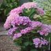 Hortensia Pinky Binder®