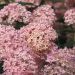 Hortensia rose Pink Annabelle®