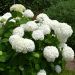 Hortensia blanc Strong Annabelle