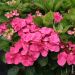 Hortensia ou Hydrangea macrophylla Dolce Fragola