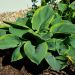 Hosta Frances Williams