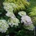 Hortensia ou Hydrangea macrophylla 'Kazan'