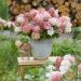Hortensia paniculé nain GROUNDBREAKER® Blush