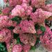 Hortensia paniculé ou Hydrangea paniculata SUNDAE FRAISE® Rensun