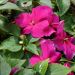 Impatiens SUNPATIENS® Vigorous Pink