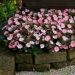 Impatiens SUNPATIENS® Vigorous Pink Pearl