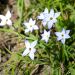 Ipheion uniflorum Wisley Blue, iphéion ou ail des Incas