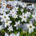 Ipheion uniflorum bleu lilas