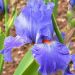 Iris à grandes fleurs Baie des Anges