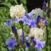 Iris à grandes fleurs Haut les Voiles