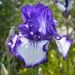 Iris à grandes fleurs Art Déco