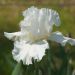 Iris à grandes fleurs Artic Age