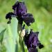 Iris à grandes fleurs Black Knight