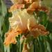 Iris à grandes fleurs English Charm