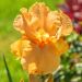 Iris à grandes fleurs Good Show
