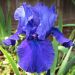 Iris à grandes fleurs Mer du Sud
