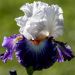 Iris à grandes fleurs Noctambule