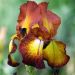 Iris à grandes fleurs Provençal