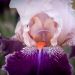 Iris à grandes fleurs Robe du Soir