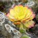 Joubarbe ou Sempervivum CHICK CHARMS ® Gold Nugget