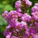 Lilas des Indes, Lagerstroemia Enduring® Lavender