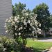 Lilas des Indes, Lagerstroemia Enduring White
