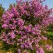 Lilas des Indes, Lagerstroemia Jacqueline Desmartis