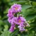 Lilas des Indes nain, Lagerstroemia Petit Canaille Mauve