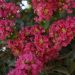 Lilas des Indes, Lagerstroemia Saint-Emilion