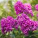 Lilas des Indes, Lagerstroemia Terre Chinoise