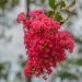 Lagerstroemia indica DYNAMITE ‘Whit II’ ou Lilas des Indes rouge