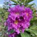 Lilas des Indes Pecharmant®, Lagerstroemia 