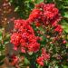 Lagerstroemia indica Petite Red ou Lilas des Indes